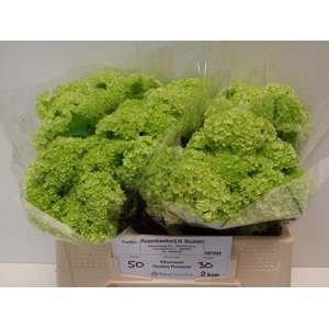 Viburnum Greenhouse 2 Kop Bruinen