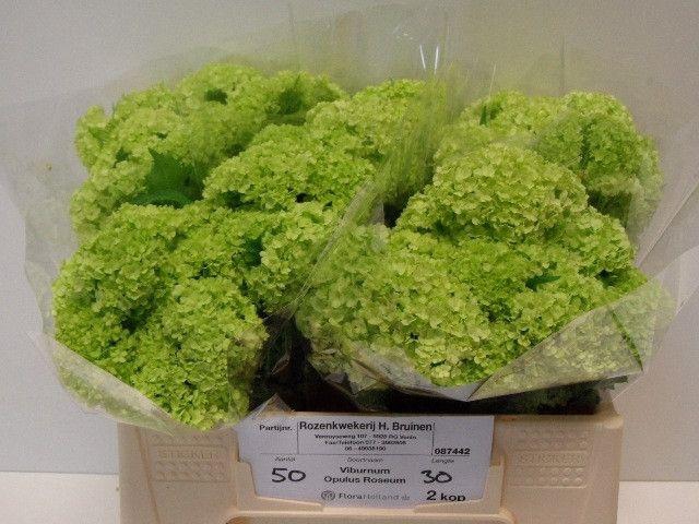 <h4>Viburnum Greenhouse 2 Kop Bruinen</h4>