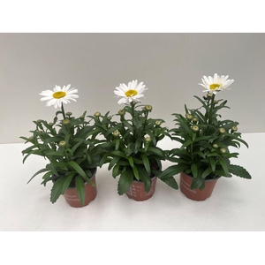 Leucanthemum maximum