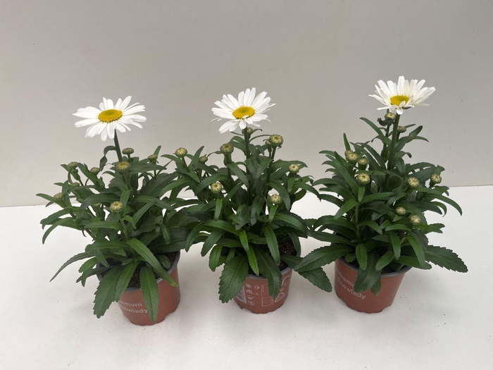 <h4>Leucanthemum maximum</h4>