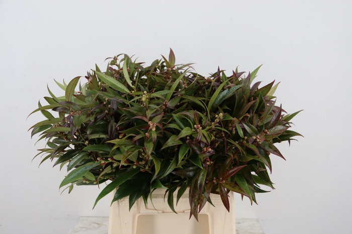 <h4>LEUCOTHOE WALTERI R 045CM</h4>