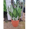 Sansevieria Moonshine