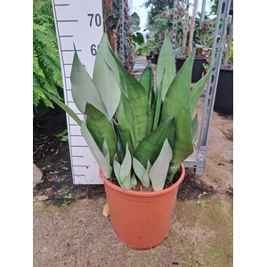 Sansevieria Moonshine