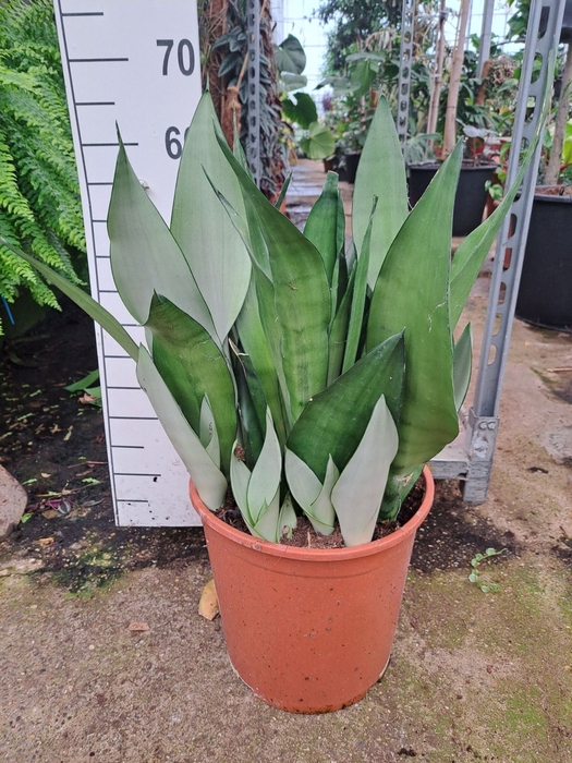 <h4>Sansevieria Moonshine</h4>