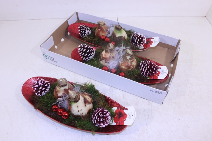 <h4>ARR HIPPEASTRUM</h4>