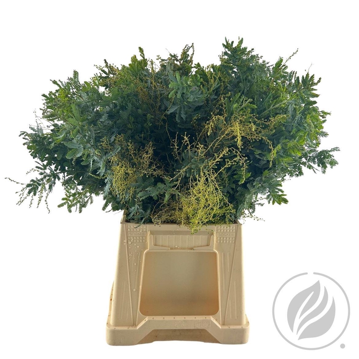 <h4>Mimosa Green</h4>