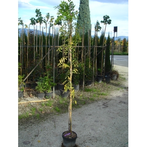 Wisteria floribunda