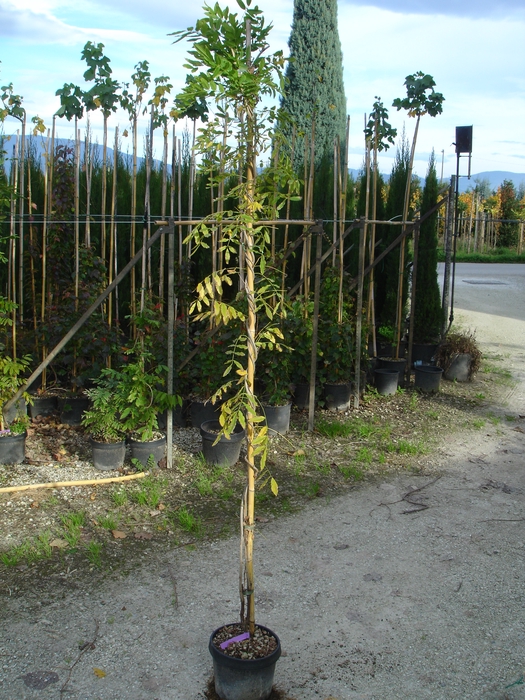 <h4>Wisteria floribunda</h4>