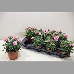 Dian Osc Pink Purple