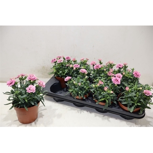 Dian Osc Pink Purple