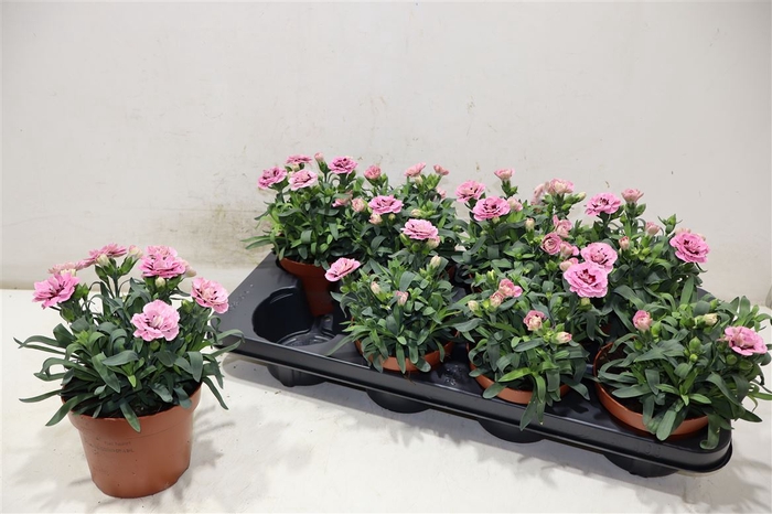 <h4>Dian Osc Pink Purple</h4>