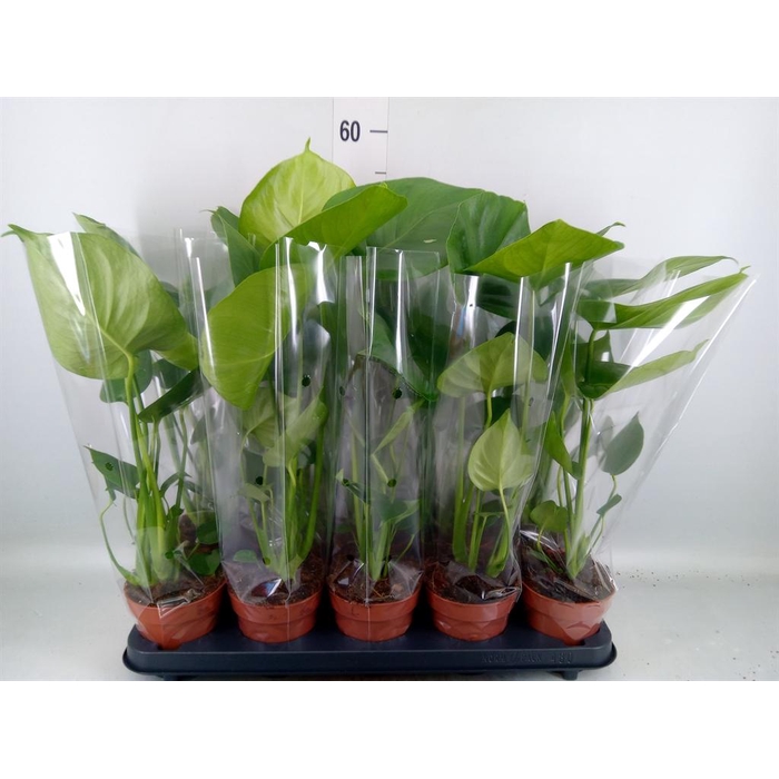 <h4>Monstera delic.</h4>
