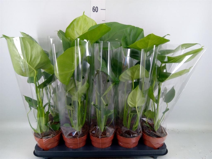 Monstera delic.