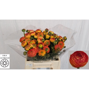 RAN AAZUR ORANGE STR