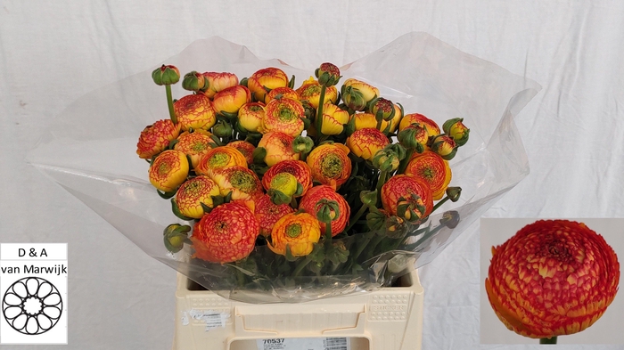 <h4>RAN AAZUR ORANGE STR</h4>