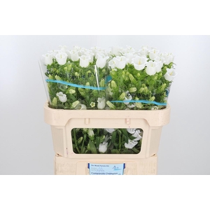 Campanula Champ Whit