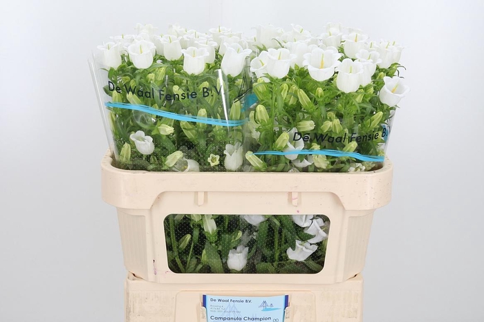 <h4>Campanula Champ Whit</h4>