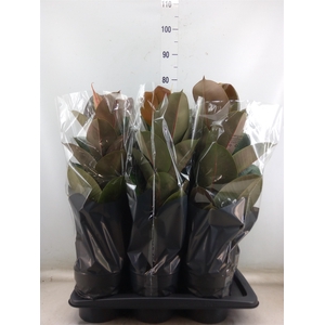 Ficus elastica 'Robusta'