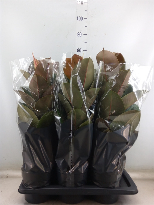 <h4>Ficus elastica 'Robusta'</h4>