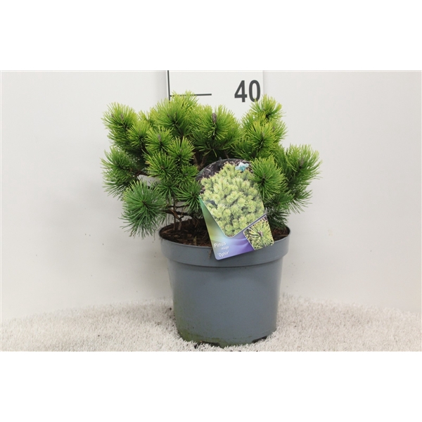 <h4>Pinus mugo 'Ophir' P23 potgekweekt</h4>