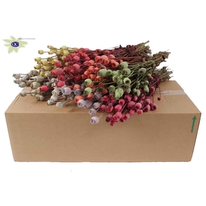 Papaver per bunch Mixed colours
