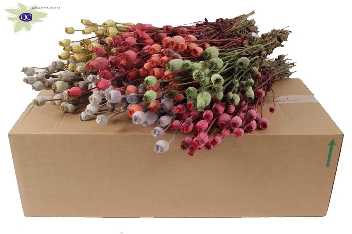 <h4>Papaver per bunch Mixed colours</h4>