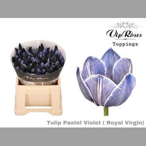 TU EN RV PASTEL VIOLET