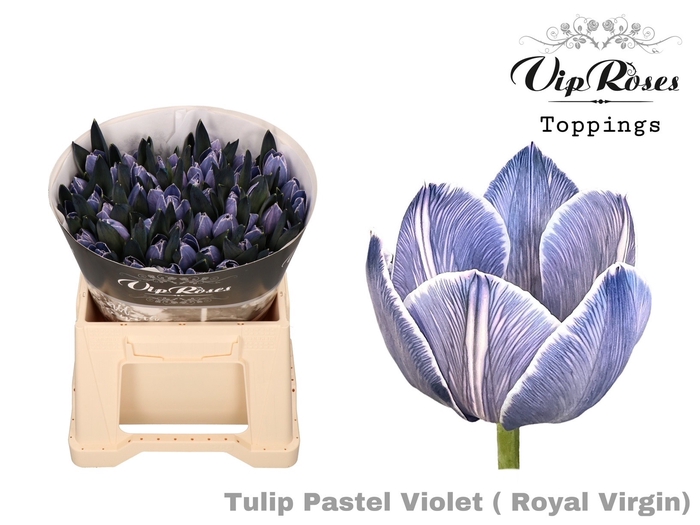 <h4>Tu En Rv Pastel Violet</h4>