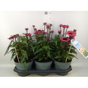 Echinacea  'Sunseekers Carmine'