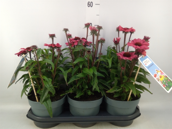 <h4>Echinacea  'Sunseekers Carmine'</h4>