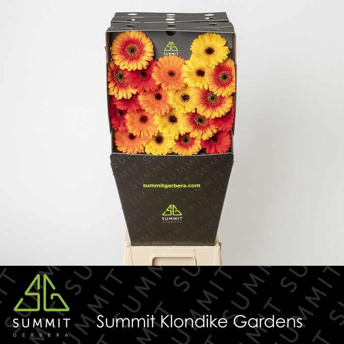 <h4>Germini Mix Dream Orange Diamond per kaart</h4>