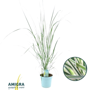 Calamagrostis accutiflora 'Overdam'