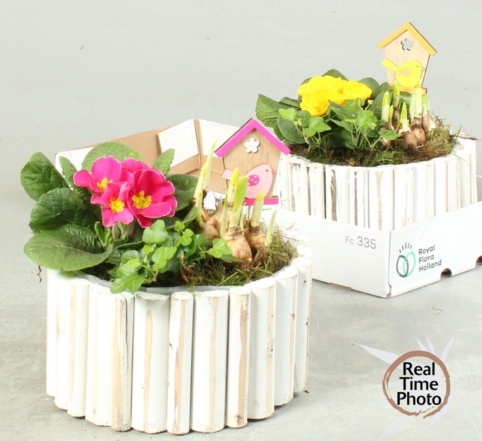 <h4>ARR TUINPLANTEN</h4>