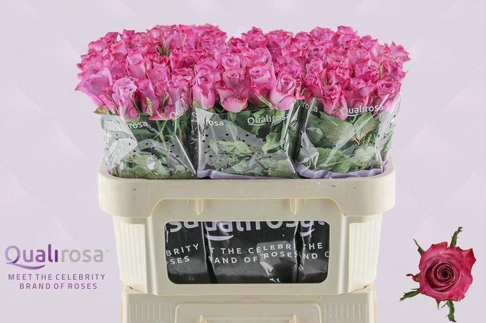 <h4>R Gr Deep Purple</h4>