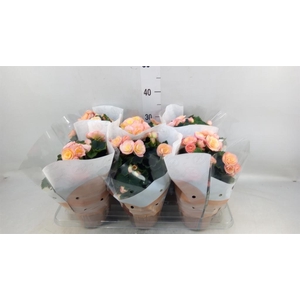 Begonia elat. DU 'Hailey Sunset'