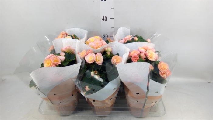 <h4>Begonia elat. DU 'Hailey Sunset'</h4>