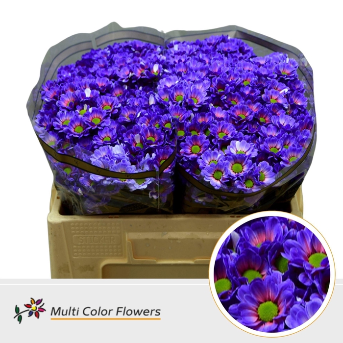 <h4>Chrysanthemum SA 'Bowie'  .color H%</h4>