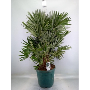 Chamaerops humilis var. argentea