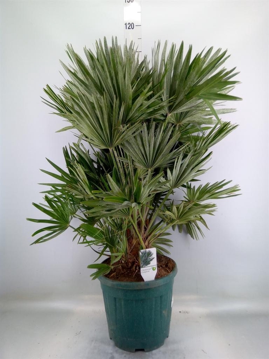 <h4>Chamaerops humilis var. argentea</h4>