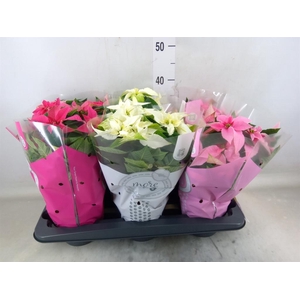 Euphorbia pulc. 'Princ'  ..mix