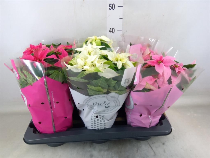 <h4>Euphorbia pulc. 'Princ'  ..mix</h4>