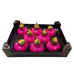 Wax Hipp Fuchsia