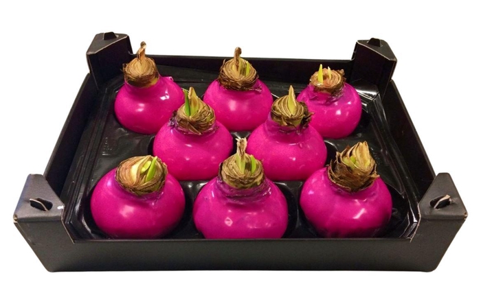 <h4>Wax Hipp Fuchsia</h4>