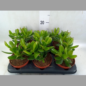 Crassula  'Magical Tree'