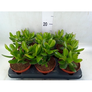 Crassula  'Magical Tree'
