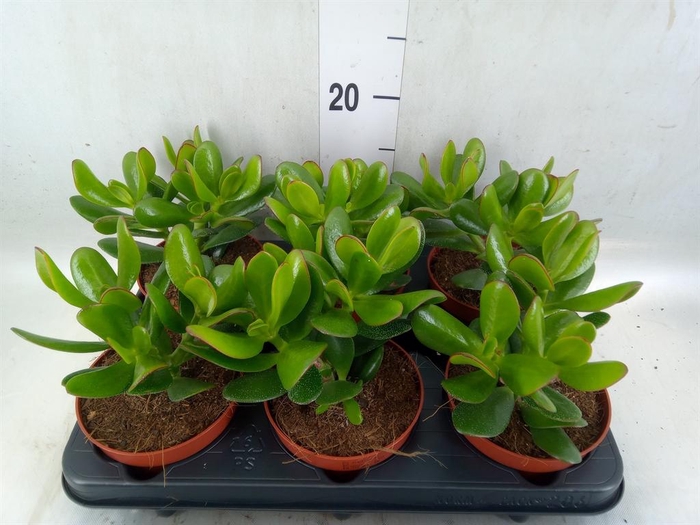 <h4>Crassula  'Magical Tree'</h4>