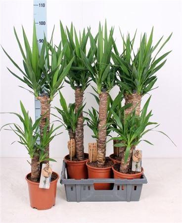 <h4>Yucca</h4>