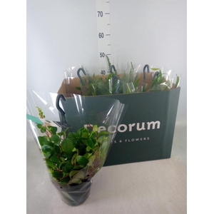 Hanging plant   ...mix