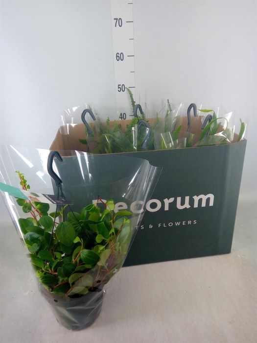 <h4>Hanging plant   ...mix</h4>