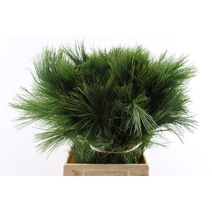 Pinus Strobus Keefer 50cm